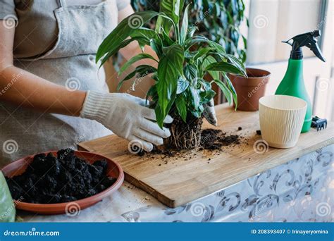 El Momento Adecuado Para Trasplantar Tus Plantas De Interior