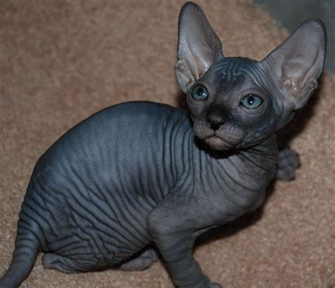 Sphynx Cat Info Personality How To Care Pictures