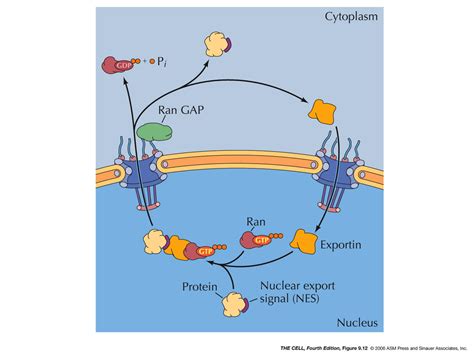 The Nucleus