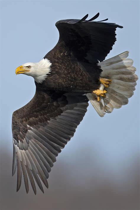 Biblical Meaning Of Eagle In Dreams Was It A Bald Eagle