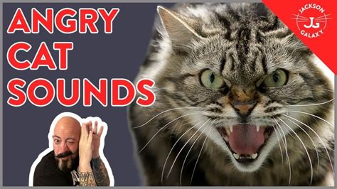 7 Angry Cat Sounds Explained! - YouTube | Cats, Angry cat, Kitten care