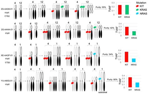 Inferred Order Of Somatic Mutations And DNA Copy Number Alterations In