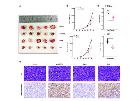 Mettl Mediated M A Modification Contributes To The Tmz Resistance