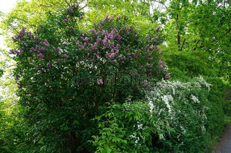 A Light Purple Lilac Bush A Light Purple Lilac Bush Syringa Vulgaris