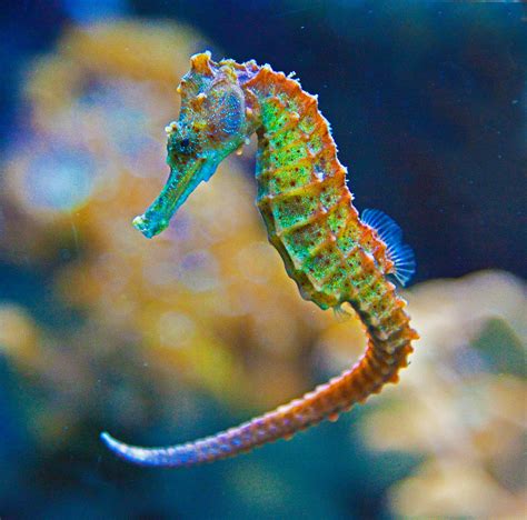 Freshwater Aquarium Seahorse