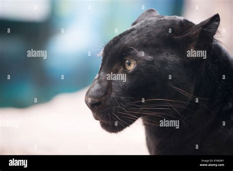 Black Panther Head Close Up Stock Photo Alamy