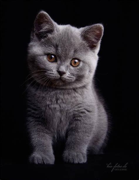 Fluffy Dark Gray Kitten