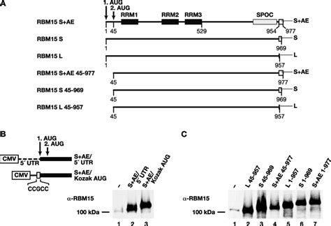 Cross Talk Between Prmt1 Mediated Methylation And 60 Off