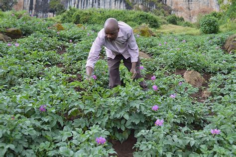 How To Successfully Grow Irish Potatoes New Vision Official