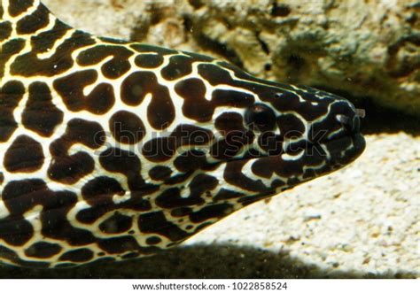 1 Honeycomb Morayeel Images, Stock Photos & Vectors | Shutterstock