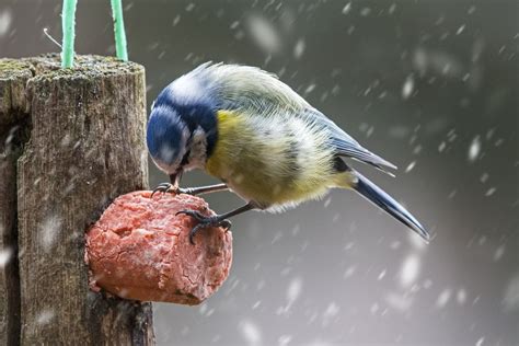 Nourrir Les Oiseaux En Hiver Que Faire Et Ne Surtout Pas Faire