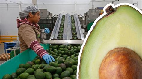 Exportaciones De Aguacate Registran Su Mayor Retroceso En 13 Años