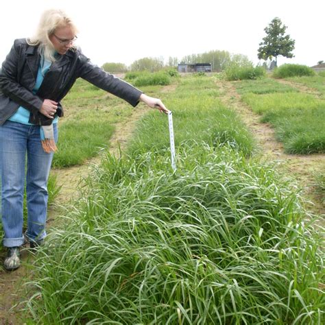 Tetrastar Tetraploid Annual Ryegrass Quality Forage At Go Seed