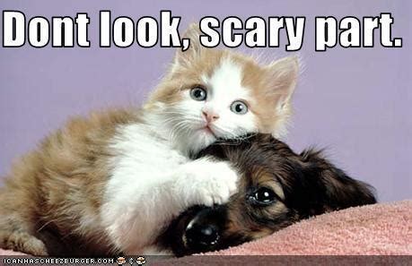 cat & dog funny - Animal Humor Photo (19961434) - Fanpop