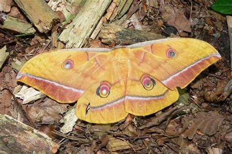 Saturniid Moths Identification Life Cycle Facts And Pictures