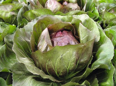 Radicchio – William Dam Seeds