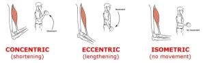 Muscle Contraction Physiology Types Functions Testing