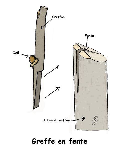Les Secrets De La Taille Et De La Greffe Des Arbres Fruitiers Bio La