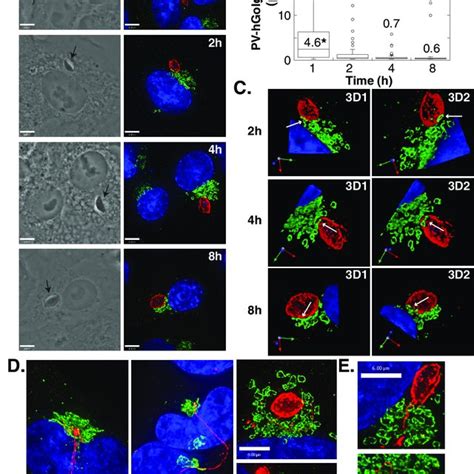 Attraction Of The T Gondii Pv For The Host Golgi A Vero Cells Were Download Scientific