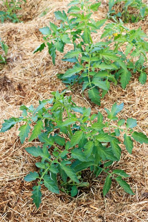 Tomato Planting Mistakes To Avoid Grow Great Tomatoes