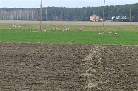 Synoptyk IMGW w nocy deszcz na zachodzie pogodnie na południu kraju