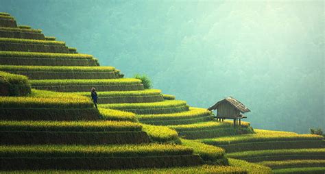 Hd Wallpaper Terrace Farming Agriculture 8k 4k Wallpaper Flare