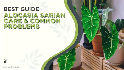 Alocasia Sarian 1 Care Guide Happy Plant Happy Home 2024