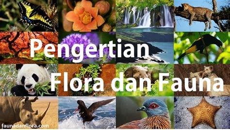 Gambar Flora Dan Fauna Di Negara Mesir Jack Grant