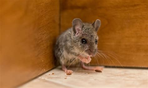 Rodent Control In Dry Ridge Mouse Rat Exterminator Near Me