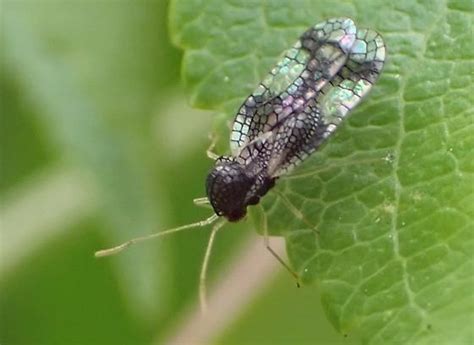 Andromeda Lacebug Stephanitis Takeyai Bugguidenet