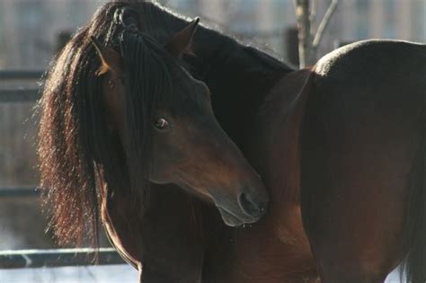 Русский рысак - фотографии | Horse breeds, Horses, Beautiful horses
