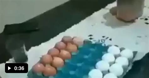 Egg Checkers 9gag