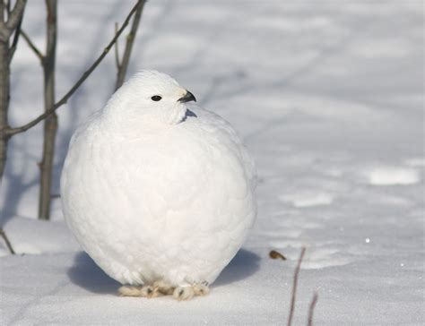 Willow Ptarmigan Alaskas State Bird