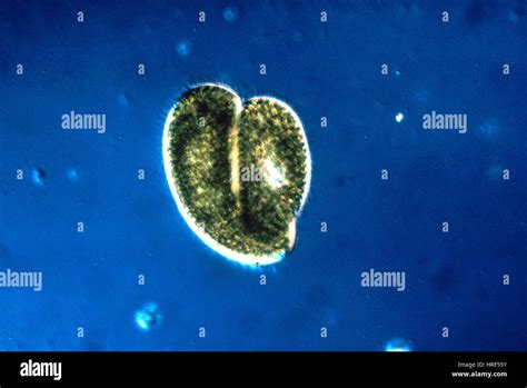 Paramecium Conjugation Hi Res Stock Photography And Images Alamy