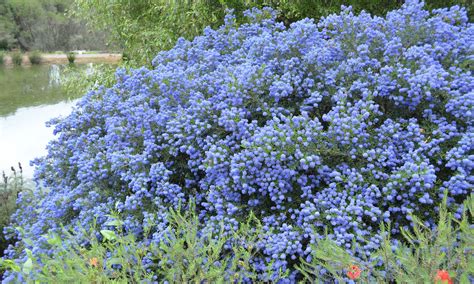 Plant Growers Australia Ceanothus Blue Pacific