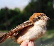 Pie grièche à tête rousse Lanius senator Laurent Carrier Ornithologie