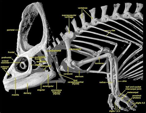 Veiled chameleon, Anatomy, Chameleon