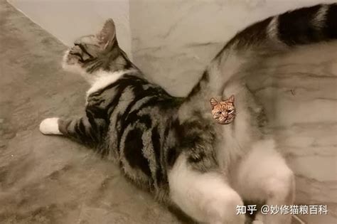 猫咪之间是怎么交配的？ 知乎