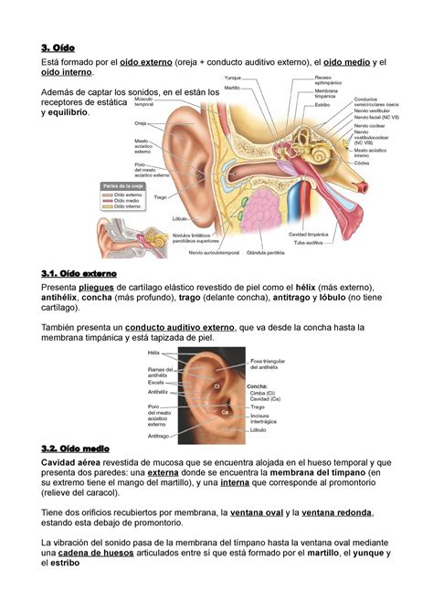 Sistema nervioso Oído Oído Está formado por el oído externo oreja