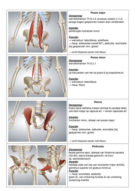 Spierenheup Samenvatting Spieen Psoas Major Oorsprong