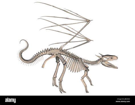 Dragon Anatomy Skeleton