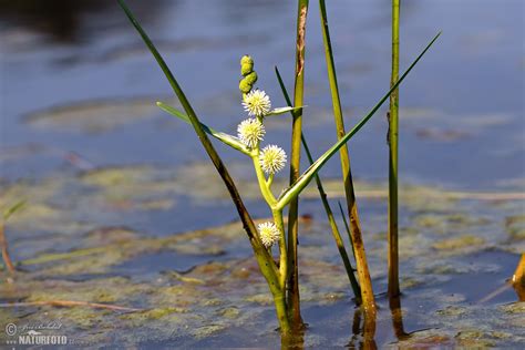 Unbranched Bur Reed Photos Unbranched Bur Reed Images Nature Wildlife