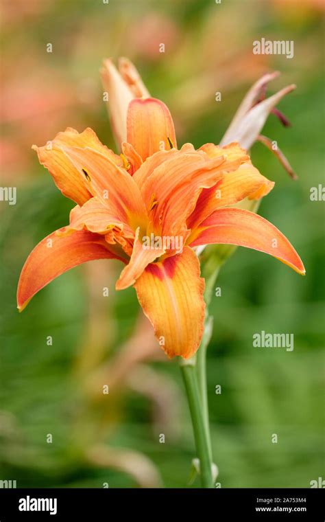 Hemerocallis Littorea Hi Res Stock Photography And Images Alamy