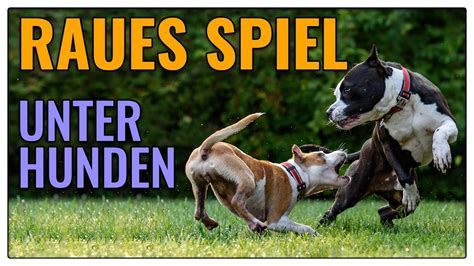 Ist Grobes Spiel Unter Hunden Ansteckend So Erkennt Ihr Gutes Spiel