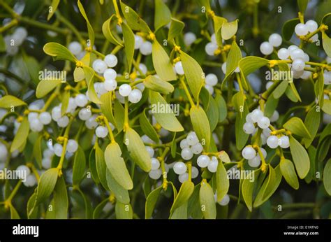 White Mistletoe Berries High Resolution Stock Photography and Images ...