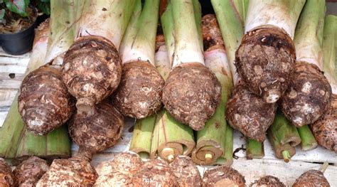 Cómo plantar cultivar y cuidar la Colocasia