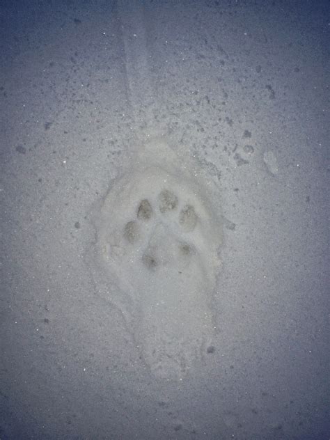 A Colorado Hunters Life Mountain Lion Tracks