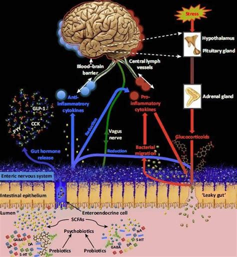 Psychobiotics News Research Articles