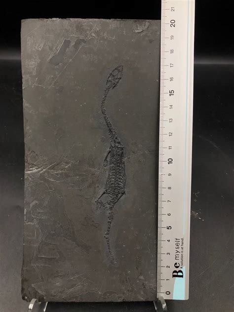 Marine Reptile Fossil Matrix Keichousaurus Sp 21 Cm 12 Cm