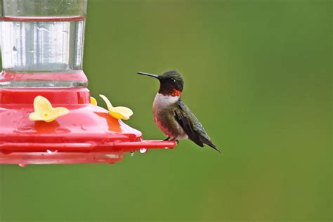 Hummingbirds Of Illinois 2 Species To Know Badgerland Birding